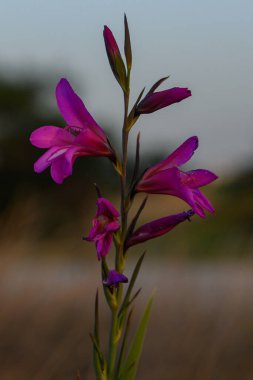 Canlı mor çiçekler, yumuşak bir akşam arkaplanına karşı dimdik dururlar. Yaprakları, alacakaranlıkla uyum içinde doğanın güzelliğini gözler önüne serer..