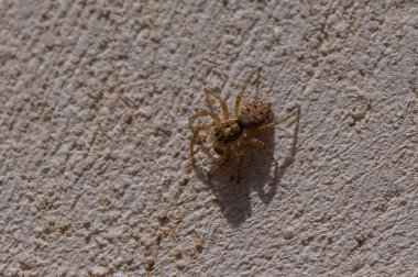 Kıbrıs 'ta Beton Duvarda Zıplayan Örümcek