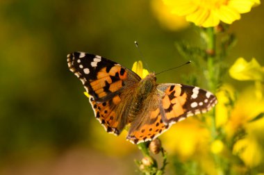 Çarpıcı turuncu ve siyah desenli çarpıcı bir kelebek zarif bir şekilde sarı çiçeklere dayanır, dingin bir bahçenin sıcak güneş ışığında güneşlenir. Doğanın güzelliği canlı renklerde ortaya çıkar..