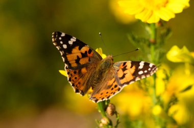 Karmaşık desenlere sahip çarpıcı bir kelebek, parlak sarı çiçekleri keşfeder, güzel bir bahar öğleden sonrası güneşinin tadını çıkarır. Doğa bu hoş bahçe ortamında gelişiyor..