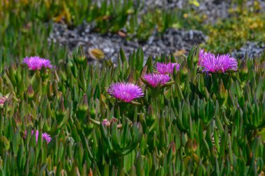 Kıyı bahçesindeki yemyeşil yapraklara karşı pembe bir çiçek patlaması göze çarpıyor. Sahne erken bahar gününün özünü yakalıyor, hayat dolu ve hayat dolu, doğa severler için mükemmel..