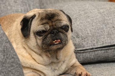 Zevkli bir pug, gri bir kanepede rahatça uzanır. Oturma odasının güneşli sıcaklığında güneşlenir. Bu sevimli köpeğin uykulu ifadesi atmosfere neşe ve sükunet getiriyor..
