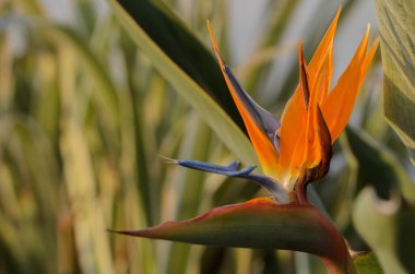 Göz kamaştırıcı bir cennet kuşu canlı turuncu ve mavi renklerini sergiliyor. Güneş arka planda batarken uzun yeşil yeşilliklerle çevrili. Huzurlu bir atmosfer yaratıyor..