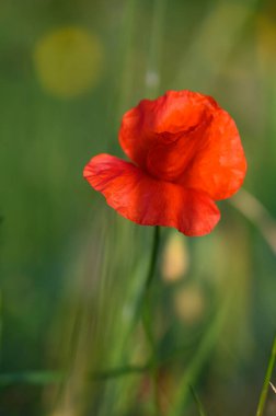 Issız bir kırmızı gelincik, bereketli bir yaz öğleden sonrasında sıcak güneş ışığıyla aydınlatılan yemyeşil çimenlik bir tarlada dimdik ayakta duruyor. Narin yapraklar ışığı çok güzel yakalıyor..