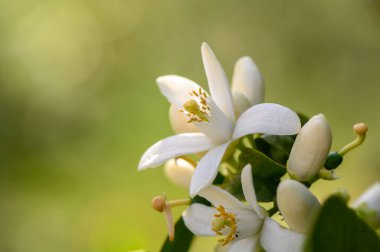 Yumuşak beyaz çiçekler, ılık güneş ışığında güneşlenen sakin bir bahçede güzelliklerini sergilerler. Bu bereketli arka plan huzur ve hayranlık uyandıran huzurlu bir atmosfer yaratıyor..