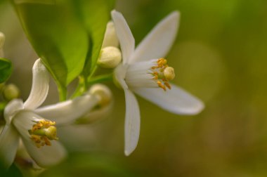 Güneş ışığı yemyeşil yaprakların arasından süzülürken beyaz çiçekler canlı bir şekilde açar ve bu bahar mevsiminde çiçek açan bir bahçede sakin bir atmosfer yaratır. Doğa tamamen sergileniyor..