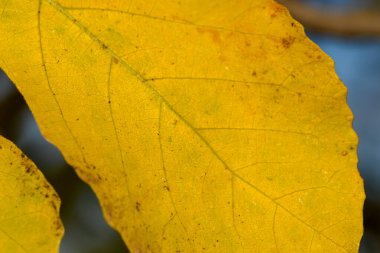 Parlak sarı bir yaprak, sakin bir sonbahar akşamında, bulanık doğal renklerin arkaplanına hafifçe parlar..