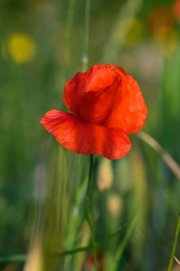 Çarpıcı kırmızı bir gelincik, güneş ışığıyla yıkanmış, yeşil otlar ve renkli kır çiçekleriyle çevrili, sakin bir yaz gününün özünü doğanın kucağında yakalıyor..
