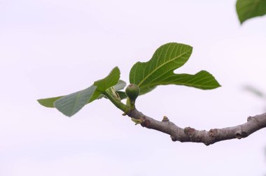 İncir yaprakları bir dalda canlı bir şekilde ortaya çıkar, yemyeşil dokularını dingin bir arkaplanda sergilerler. İlkbaharın ilk ipuçları yakında meyvelerin olgunlaşacağı yönünde..