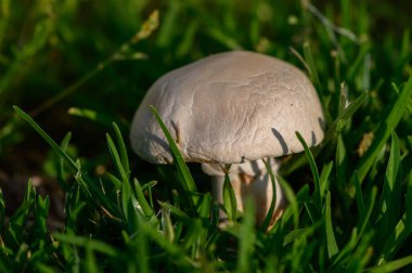 Doğal olarak yemyeşil bir çimenlikte yetişen vahşi şampiyon mantarları doğal gün ışığında yakalanır..