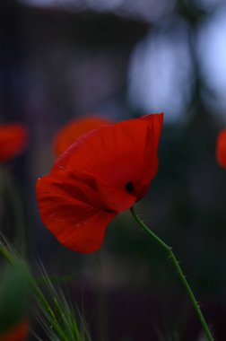 Canlı kırmızı bir gelincik, alacakaranlığın dinginliğini kucaklayan bulanık bir arka plana karşı dimdik ayakta duruyor. Yaprakları solan ışığı yakalıyor, çiçek açan bir bahçede huzurlu bir yalnızlık anı yaratıyor..