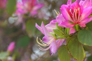 Narin pembe çiçekler, yeşil yapraklardan oluşan bir arka planda çiçek açar, güneşli bir bahar gününde güneşli bir bahçede sakin bir atmosfer yaratır, doğa aşıklarını güzelliklerine hayran olmaya davet eder..