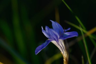 Alacakaranlıkta sakin bir anda, büyüleyici bir menekşe çiçeği yemyeşil çimlerin arasında gururla durur. Karmaşık yaprakları yumuşak ışığı yakalar ve doğanın sanatının güzelliğini ortaya çıkarır..