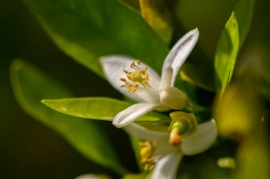 Bereketli bir bahçe ortamında, kokulu beyaz narenciye çiçekleri karmaşık taç yapraklarını ve sarı erkek organlarını sergiler. Canlı yeşil yapraklar bu bahar anının güzelliğini arttırır..
