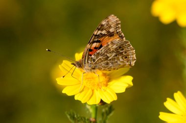 Karmaşık desenlere sahip canlı bir kelebek zarif bir şekilde canlı sarı bir çiçeğin üzerinde oturur. Arka plan yemyeşil yumuşak bir bulanıklık, baharın çiçeklenmesinin güzelliğini arttırıyor..