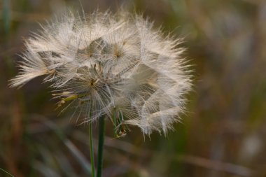 Tüylü bir karahindiba tohumu başı, güneşli bir çayırda dimdik durur. Sıcak akşam esintisi onu zarif bir şekilde sallar ve yeşil çimenlerin üzerine yumuşak gölgeler bırakır..