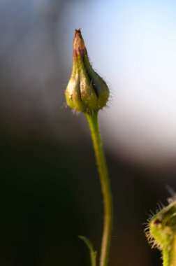 Canlı bir çiçek tomurcuğu, sakin bir bahçenin ortasında sabah güneşiyle aydınlanan, dimdik ayakta duruyor. Verimli yeşil gövde ve ince kıllar önlerindeki çiçekleri bekliyor..
