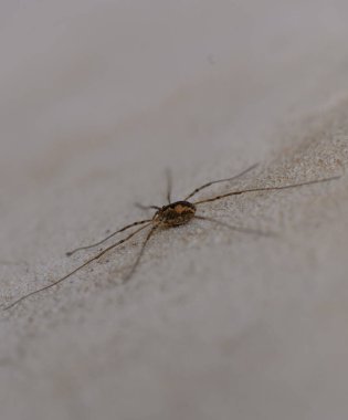 Hassas bir eklembacaklının engebeli bir yüzey boyunca dikkatlice hareket ettiği görülebilir. Sakin bir öğleden sonra ışığında uzun bacakları ve karmaşık özellikleri sergilenir..