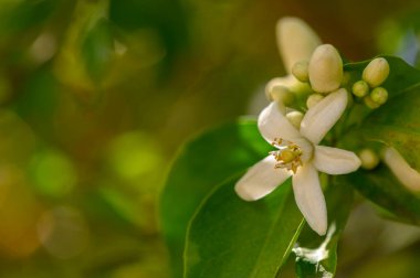 Narin beyaz narin narin narin narin çiçekleri yemyeşil yaprakların arasında çiçek açarak muhteşem bir manzara yaratıyor. Güneş ışığı bu bahar anının güzelliğini artırmak için nazikçe süzülür..