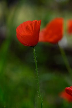 Narin kırmızı gelincikler yeşil çimenlerin üzerinde yükselir, yaprakları ılık meltemde dans ederken ışığı yakalar. Baharın güzelliği bu huzurlu manzarayı canlı renklerle resmediyor..
