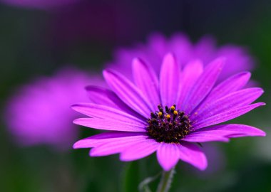 Işıl ışıl mor bir çiçeğe yakından bakmak, onun karmaşık taç yapraklarını ve parlak sarı merkezini ortaya çıkarır. Bu güzel çiçek renkli bir bahçenin ortasında duruyor. Baharın güzelliğini ve sıcaklığını kutluyor..
