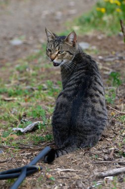 Meraklı bir tekir kedi zarif bir şekilde yumuşak yeryüzüne oturur, çevresine canlı yeşillik ve yaprakların arasından süzülen nazik güneş ışığıyla çevrili meraklı bir ifadeyle geriye bakar..