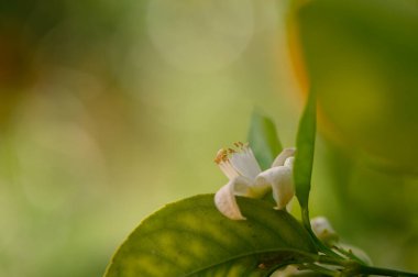 Narin beyaz çiçekler yemyeşil yaprakların arasından bakar, yumuşak güneş ışığında güneşlenir. Hava ılık, doğanın uyanıp, sessiz bir bahçede baharın güzelliğini göstermesi gibi..