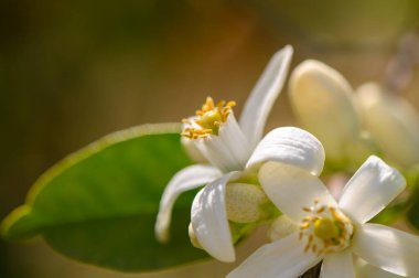 Taze beyaz çiçekler yemyeşil yapraklarla çevrili güneşli bir bahçede açılır. Ilık güneş ışığı onların narin güzelliklerini arttırır, baharın gelişini davetkar bir şekilde takdir eder..