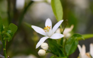 Huzurlu bir bahçede, beyaz çiçekler açılır, taç yaprakları zarif bir şekilde sarı erkeklik organlarını ortaya çıkarır. Berrak yeşil yapraklar serin bir bahar sabahı ferahlatıcı bir zemin sunar.