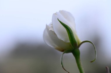 Göz kamaştırıcı beyaz bir gül tomurcuğu bulanık bir arka planda zarif bir şekilde duruyor, sabahın erken saatlerindeki huzuru yakalıyor. Yumuşak yaprakları, yaklaşmakta olan canlı çiçeğe işaret ediyor..