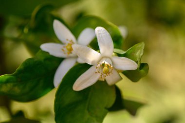 Parlak beyaz çiçekler yemyeşil yapraklardan çıkar, baharın özünü yansıtır. Doğanın renkleri, sıcak güneş ışığı altında ferahlatıcı bir hayat ve güzellik gösterisiyle harmanlanır..