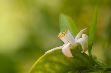 Güzel beyaz bir narenciye çiçeği, huzurlu bir bahçede yemyeşil yapraklarla çevrili zarif bir şekilde çiçek açar. Bu bahar zamanı doğanın zarafetini ve tazeliğini yakalar..