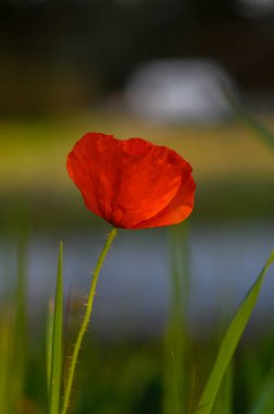Tek bir kırmızı gelincik çiçeği, yemyeşil çimenlerin arasından yumuşak bulanık bir arka plana doğru zarif bir şekilde yükselir ve akşamın erken saatlerindeki bir manzaranın huzur dolu özünü yakalar..