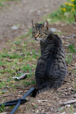 Çizgili bir tekir kedi, yeşilliklerle çevrili bir bahçe yolunda zarifçe oturur. Öğleden sonra ışığı ılık bir parıltı saçar, kedinin meraklı bakışları etrafı incelerken parlak kürkünü ön plana çıkarır..