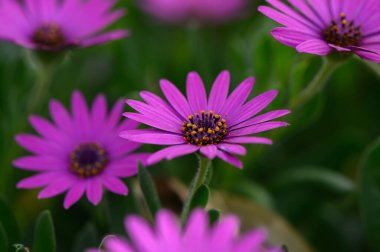 Sakin bir bahçede, parlak mor papatyalar güneşe doğru uzanıyor, narin yaprakları hafif esintide dans ediyor. Doğa hayat ve renk patlaması ile gelişir..