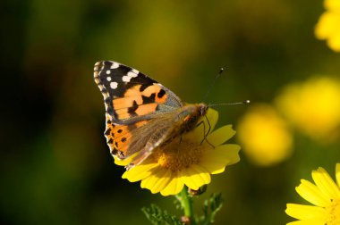 Turuncu ve siyah desenli güzel renkli bir kelebek canlı sarı bir çiçeğin üzerinde durmaktadır. Güneş ışığı bahçenin doğal güzelliğini artırarak huzurlu bir atmosfer yaratıyor..