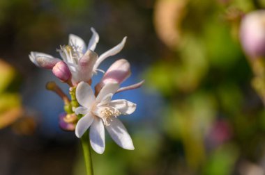 Huzurlu bir bahçede, narin narin narin narin narin yapraklarını açan, bulanık yeşil bir fon üzerinde kremalı beyaz ve yumuşak pembe renklerin bir karışımını sergileyen narin narin narin narin narin narin narin çiçekleri bahar güzelliğinin bir anını yakalar..