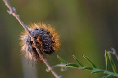 Kürklü bir tırtıl ince bir daldan nazikçe sarkıyor. Canlı renkleri solan güneş ışığını yakalıyor. Çevreleyen yeşillik, doğanın bu sessiz güzelliğini çerçeveler..