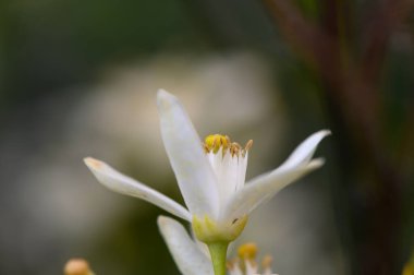 El değmemiş beyaz bir çiçek taç yapraklarını açar ve sabah ışığı yemyeşil yaprakların arasından süzülürken altın erkeklik organlarını ortaya çıkarır. Bu an, huzurlu bir bahçede baharın özünü yakalar..
