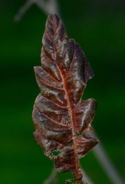 Kıvrımlı, kahverengi bir yaprağın yakın plan görüntüsü. Karmaşık dokular sergiliyor..