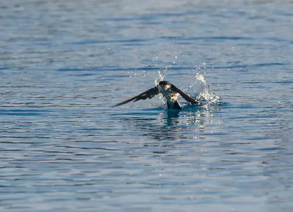 Bir kuş durgun suda kaymağını yer ve damlacıkları havaya gönderir. Sakin göl şafağın yumuşak tonlarını yansıtıyor, hayat dolu sakin bir atmosfer yaratıyor..