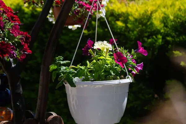 Renkli çiçeklerle süslenmiş güzel bir asma ekicisi güneşli bir bahçeye cazibe katar, yemyeşil salınımlar arasında hafifçe salınır, dinlenmek için sakin bir atmosfer yaratır..