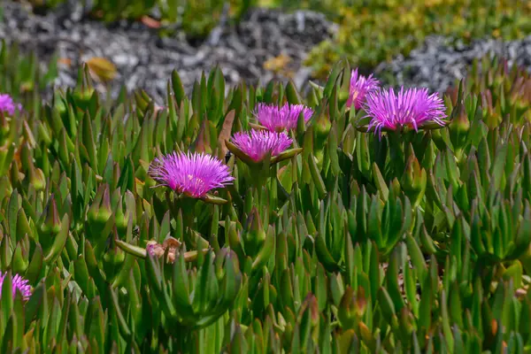 Kalın yeşil yaprakların arasından parlak mor çiçekler çıkar. Sıcak güneşin altında, kıyı bölgesinde, doğanın güzelliğini gözler önüne sererek, canlı bir karşıtlık yaratır..