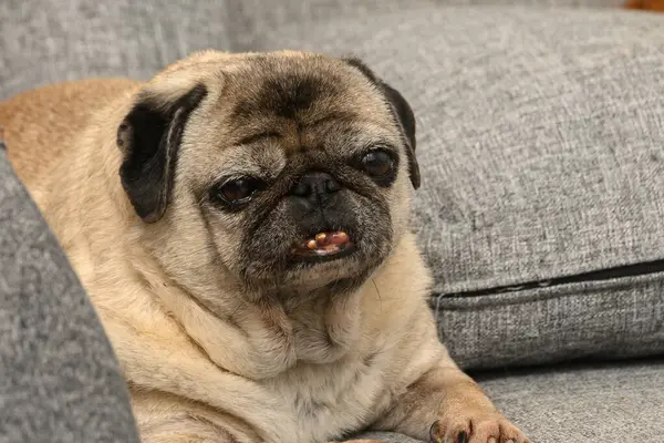 Zevkli bir pug, gri bir kanepede rahatça uzanır. Oturma odasının güneşli sıcaklığında güneşlenir. Bu sevimli köpeğin uykulu ifadesi atmosfere neşe ve sükunet getiriyor..