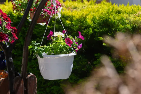 Canlı çiçekler, güneşli bir bahçedeki beyaz bir asma kabından dökülür. Parlak yapraklar, zengin yeşilliklere karşı güzel bir tezat oluşturuyor. Sıcak bir günde neşeli bir atmosfer yaratıyor..