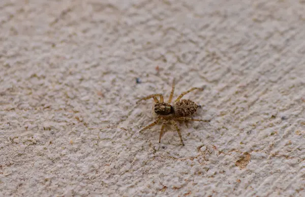 Menemerus semilimbatus atlayan örümceğin Malta 'daki sert beton duvara yakın çekimi. Doğal dokusu ve nötr tonu olan ayrıntılı makro.