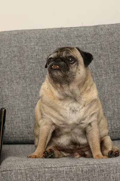 Çekici bir köpek yumuşak gri bir kanepede oturur ve tembel bir öğleden sonranın tadını çıkarır. Meraklı ifadesi, rahat bir ev ortamında sükunetin ve sıcaklığın özünü yakalar..