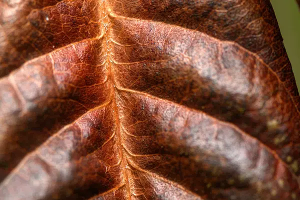 Güzel dokular ve desenler sergileyen kuru bir yaprağın yakın çekimi. Yumuşak doğal ışık altında, açık hava ortamında..