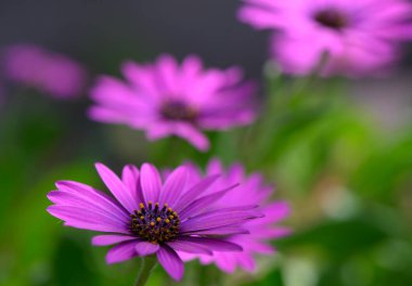 Narin mor yapraklar canlı yeşilliklerle çevrili yumuşak ışığa doğru uzanıyor. Bu çiçekler manzarayı aydınlatıyor, sakin, güneşli bir bahçede doğanın sanatını sergiliyor..