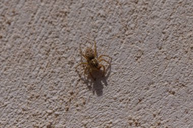 Kıbrıs 'ta beton duvarda zıplayan bir örümceğin makro çekimi. Akdeniz ortamında dokulu yüzeyi olan bu tuhaf yırtıcının ayrıntılı görünümü.